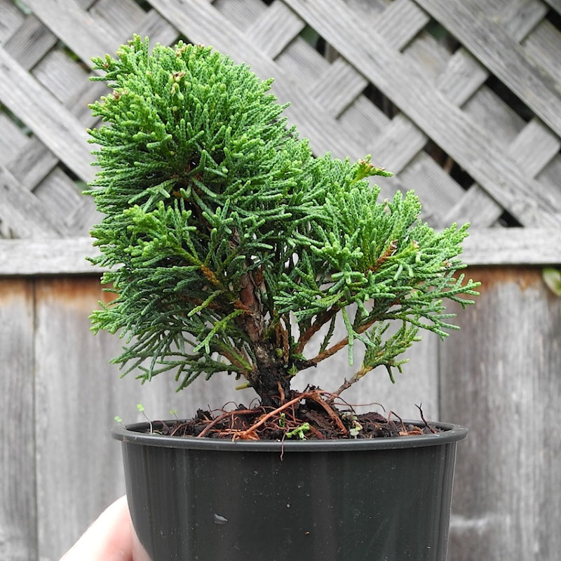 Miniature Garden Shimpaku Chinese Juniper - Juniperus chinensis