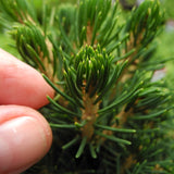 Tompa Miniature Norway Spruce - Picea abies 'Tompa'