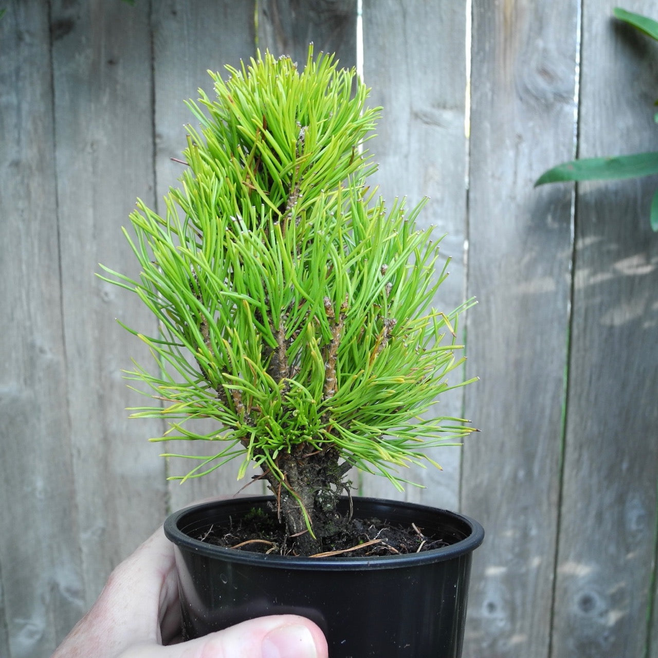 Upright Seedling Mugo Pine - Pinus mugo 'Upright Seedling'