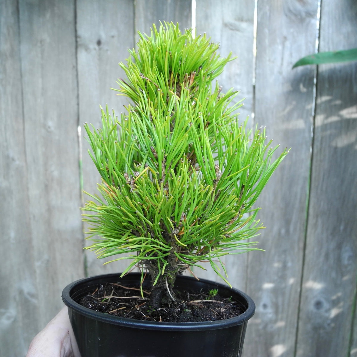 Upright Seedling Mugo Pine - Pinus mugo 'Upright Seedling'