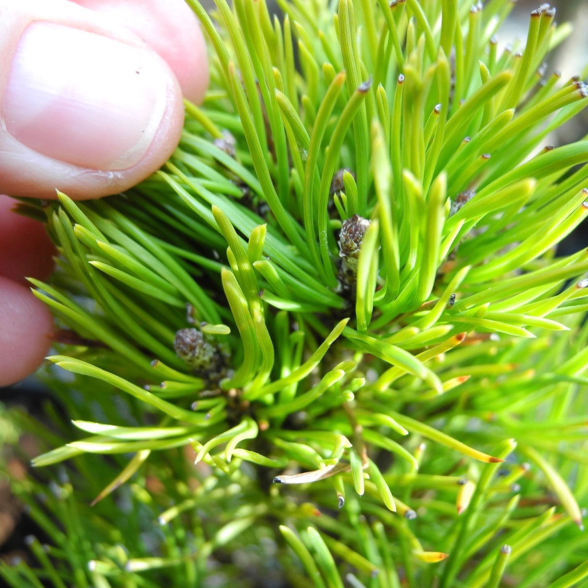 Upright Seedling Mugo Pine - Pinus mugo 'Upright Seedling'
