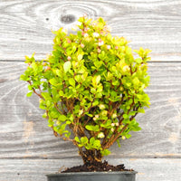 Golden Devine Barberry - Berberis thunbergii 'Golden Devine'