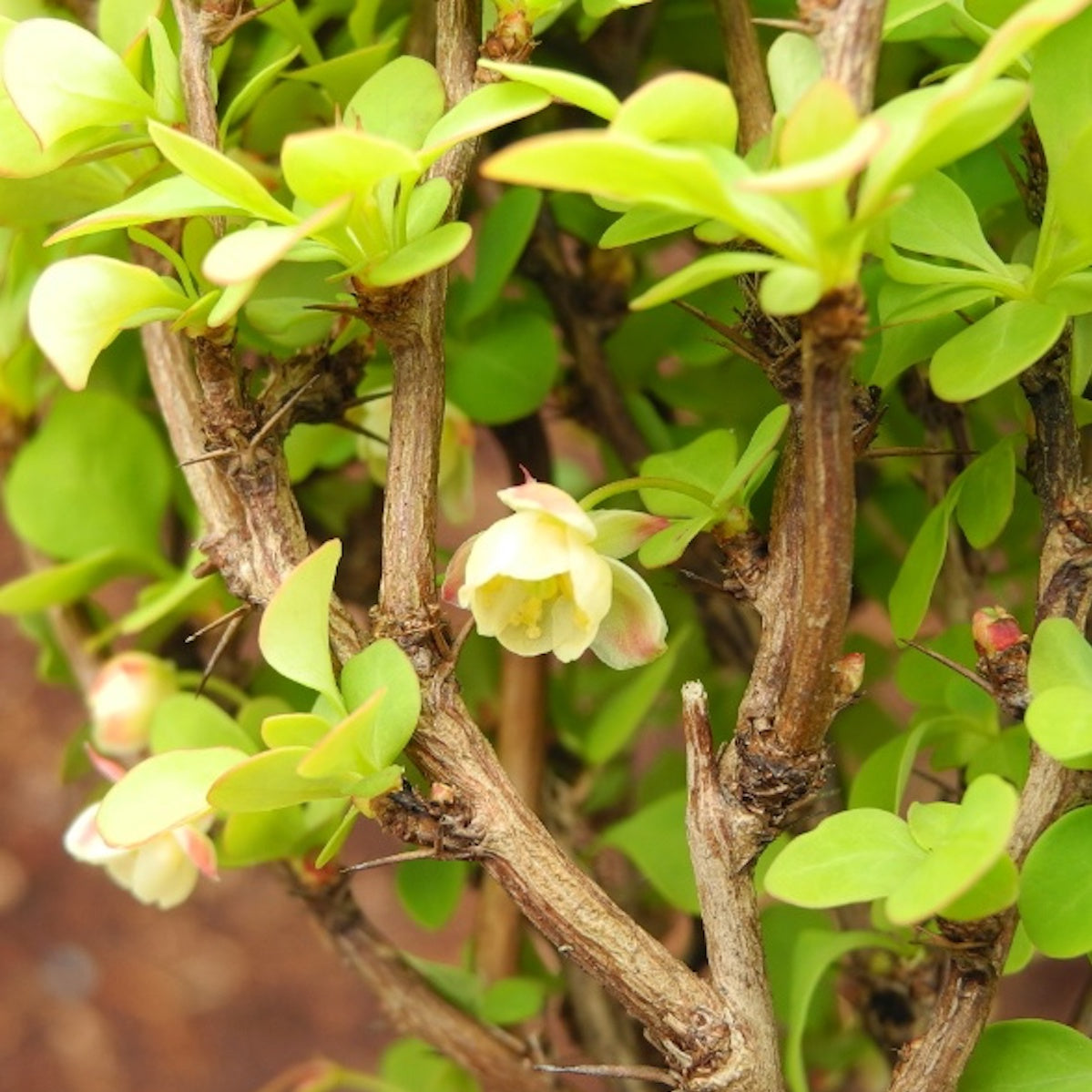 Golden Devine Barberry - Berberis thunbergii 'Golden Devine'