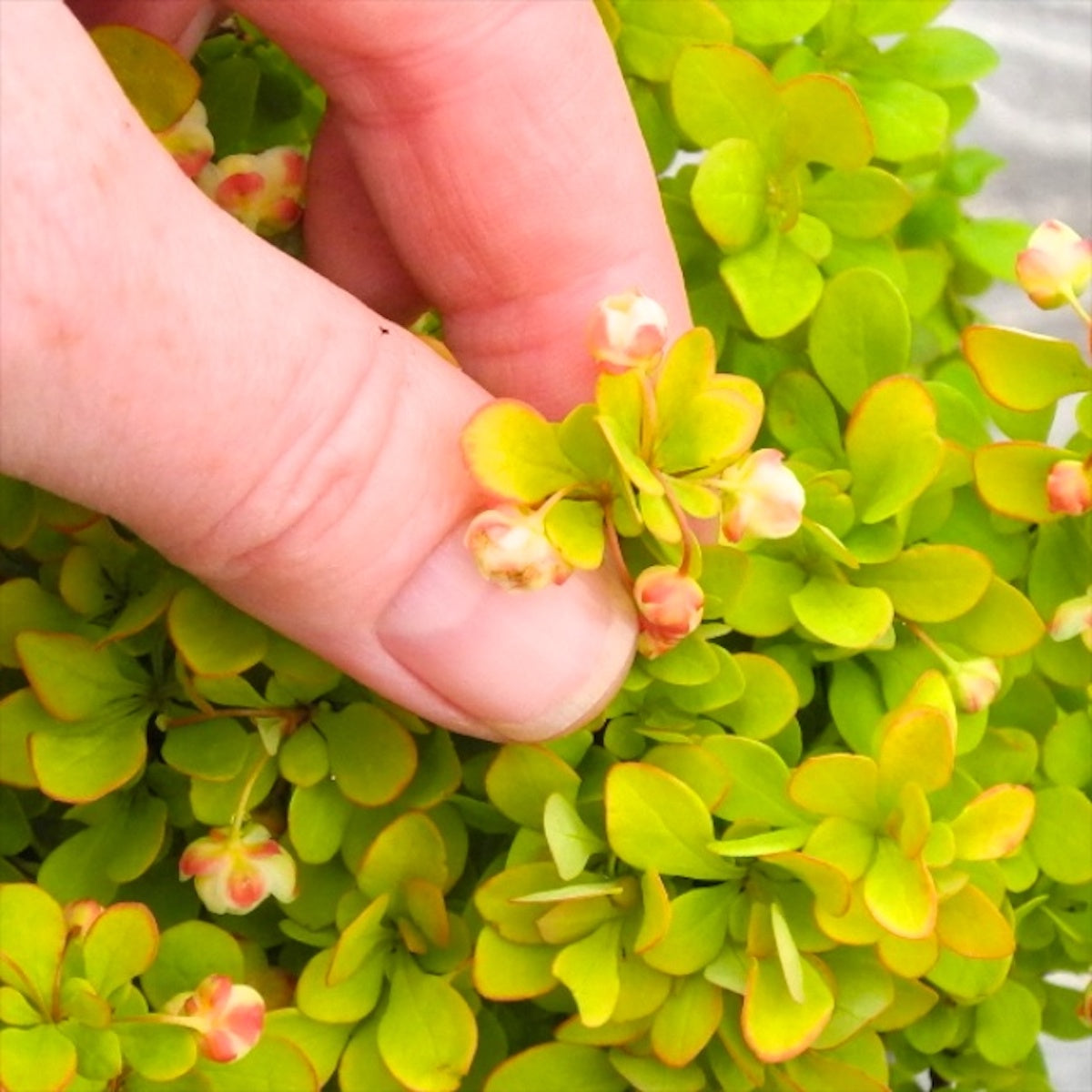 Golden Devine Barberry - Berberis thunbergii 'Golden Devine'