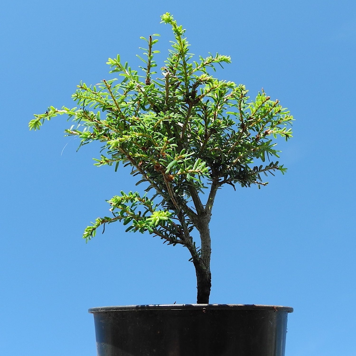 Gracilis Canadian Hemlock - Tsuga diversifolia 'Gracilis'