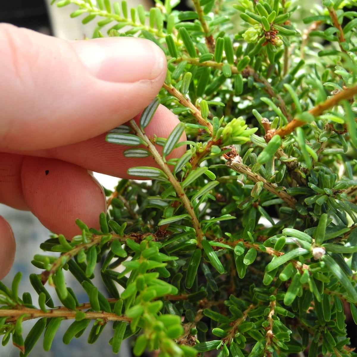 Gracilis Canadian Hemlock - Tsuga diversifolia 'Gracilis'