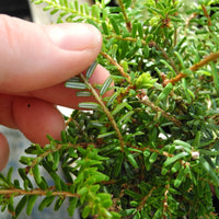 Gracilis Canadian Hemlock - Tsuga diversifolia 'Gracilis'