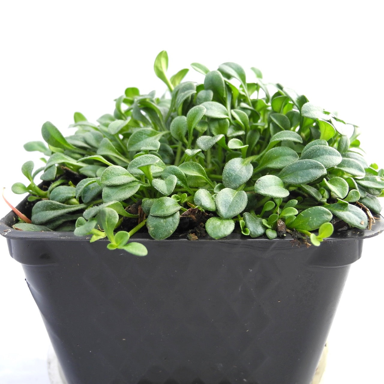 Miniature Daisies - Bellium minutum