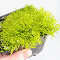 Scotch Moss - Sagina subulata 'Aurea'