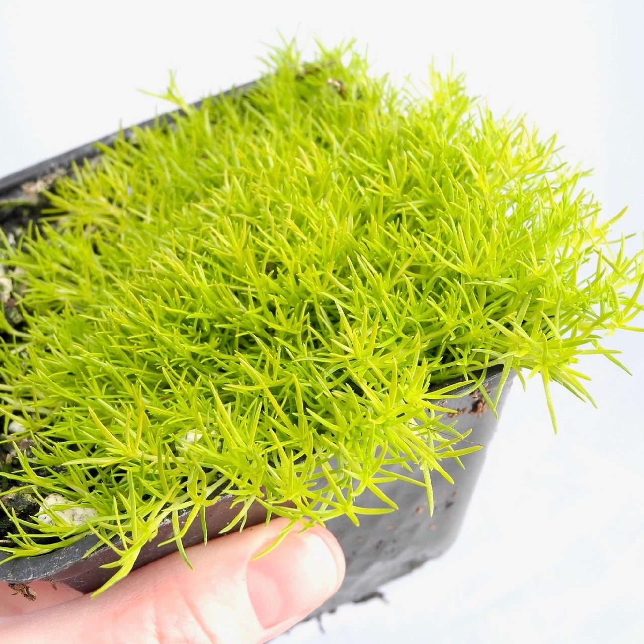 Scotch Moss - Sagina subulata 'Aurea'