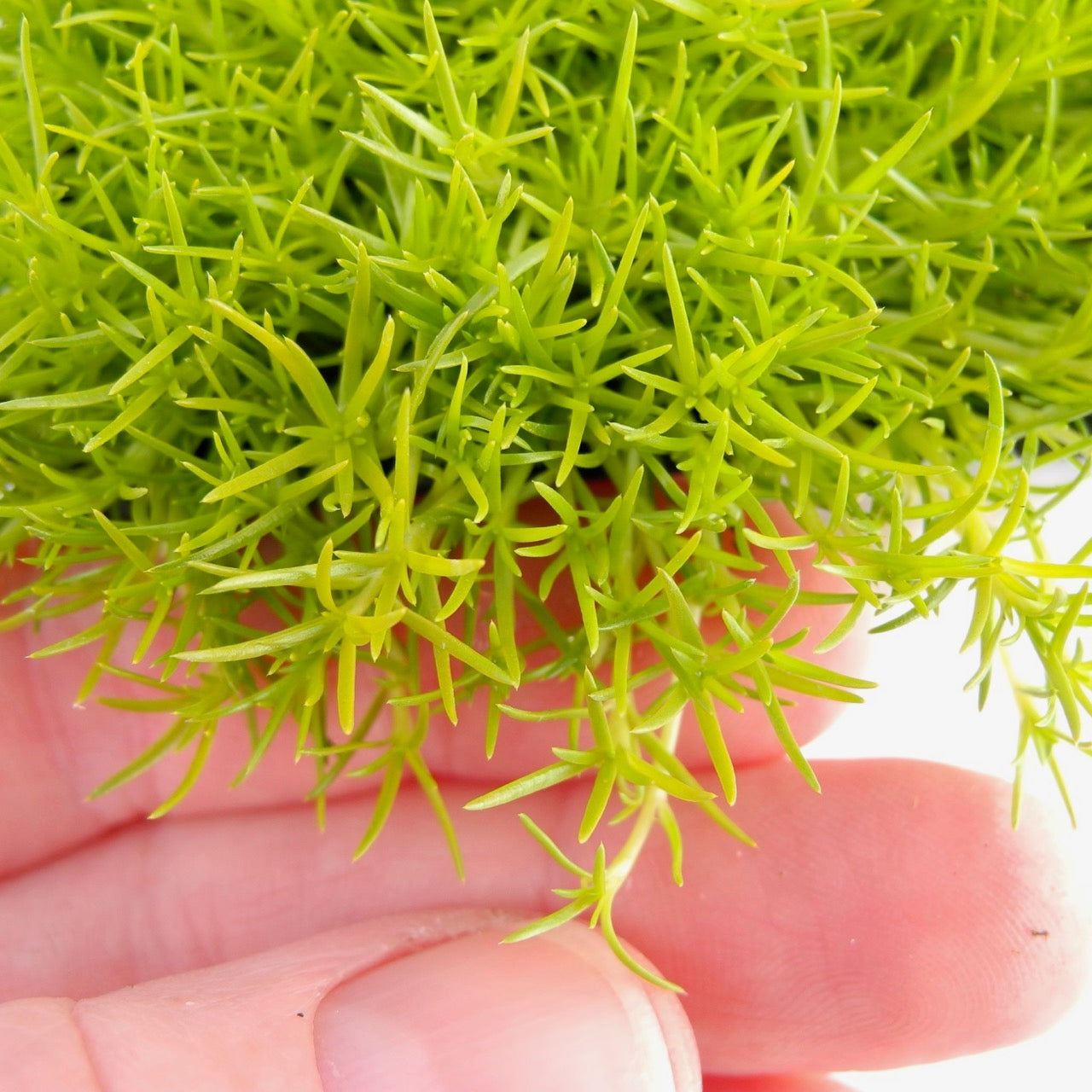 Scotch Moss - Sagina subulata 'Aurea'