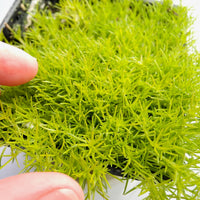 Scotch Moss - Sagina subulata 'Aurea'