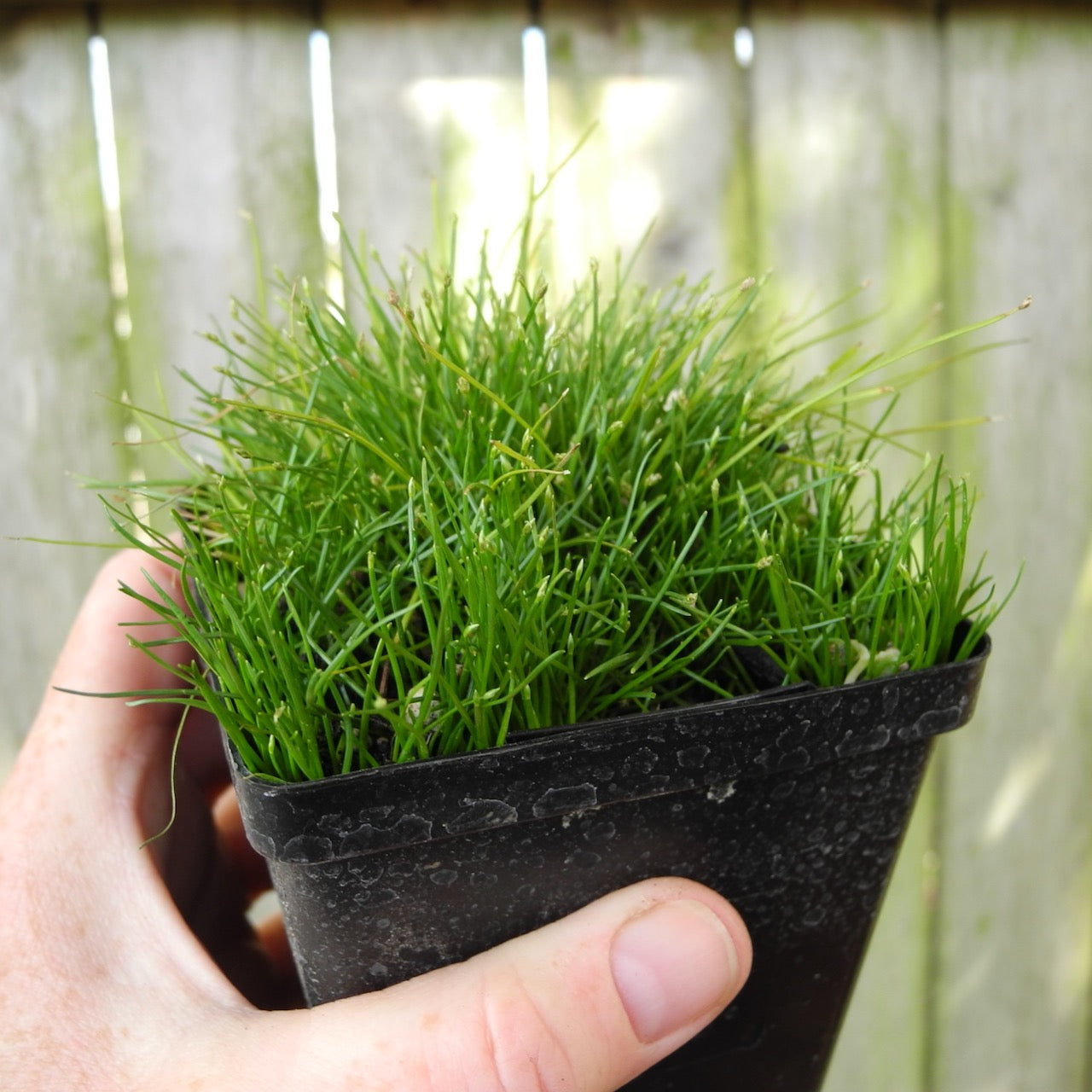 Miniature Spike Rush - Eleocharis radicans