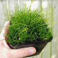Miniature Spike Rush - Eleocharis radicans