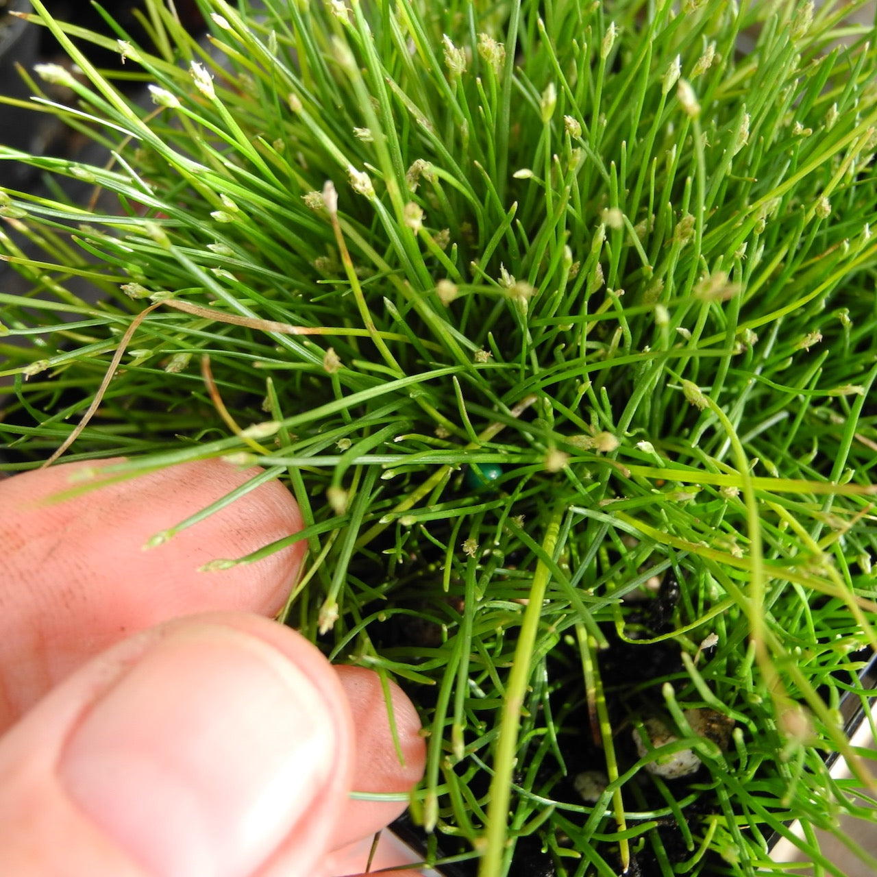Miniature Spike Rush - Eleocharis radicans