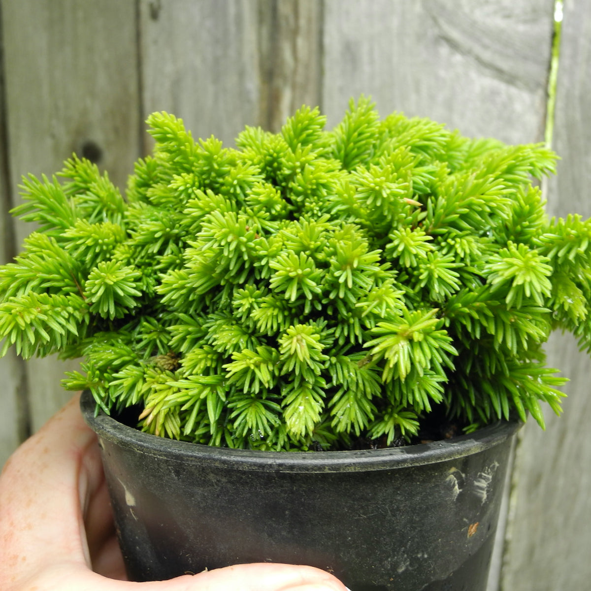 Thumbelina Miniature Norway Spruce - Picea abies 'Thumbelina'