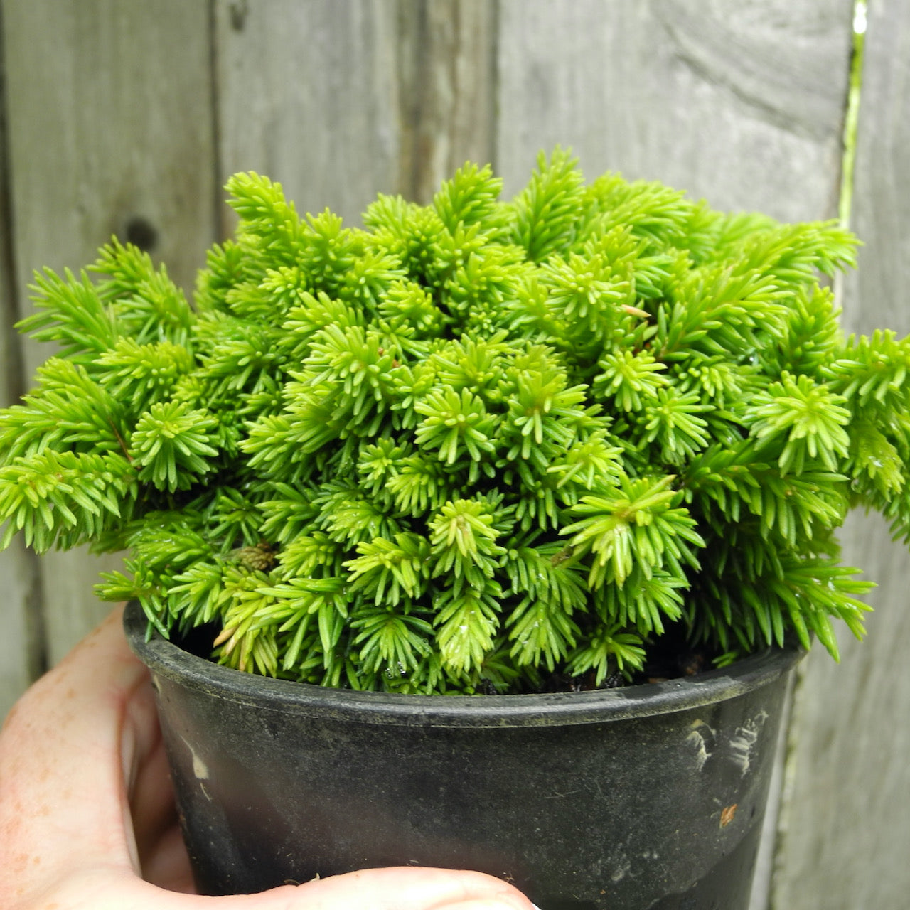 Thumbelina Miniature Norway Spruce - Picea abies 'Thumbelina'