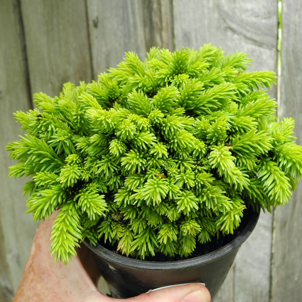 Thumbelina Miniature Norway Spruce - Picea abies 'Thumbelina'
