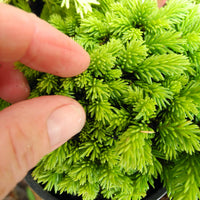 Thumbelina Miniature Norway Spruce - Picea abies 'Thumbelina'