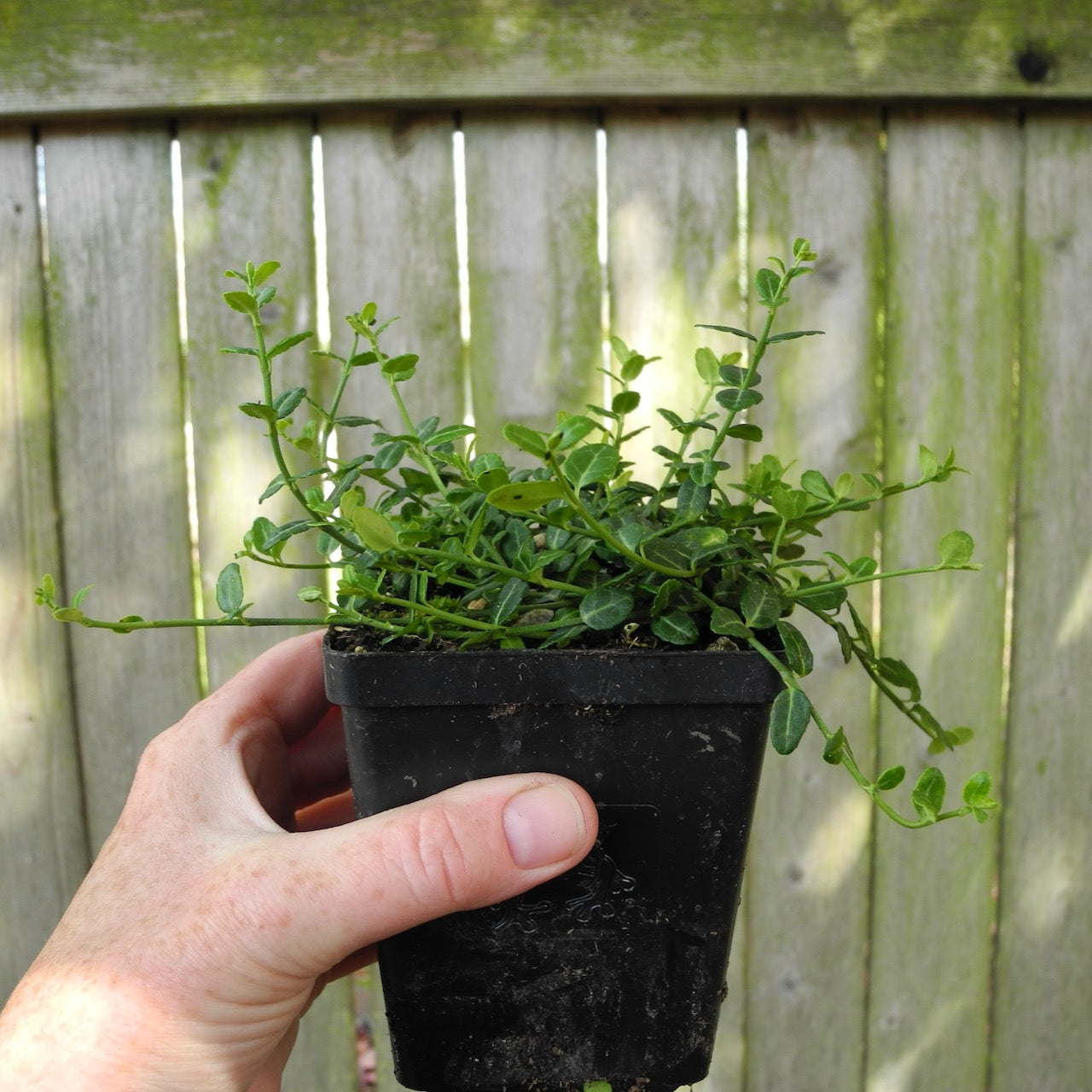 Miniature Wintercreeper - Euonymus fortunei 'Kewensis'