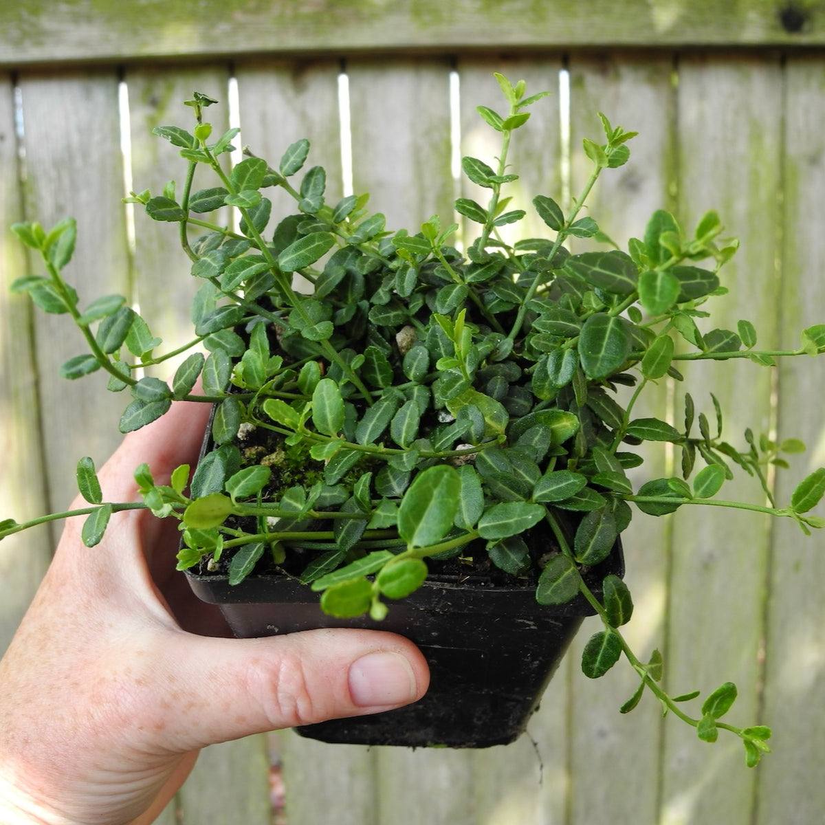 Miniature Wintercreeper - Euonymus fortunei 'Kewensis'