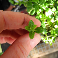 Miniature Wintercreeper - Euonymus fortunei 'Kewensis'