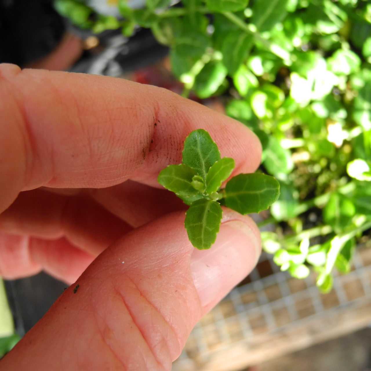 Miniature Wintercreeper - Euonymus fortunei 'Kewensis'