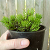 Mitsch Mini Dwarf Mugo Pine - Pre-Bonsai - Pinus mugo 'Mitsch Mini'