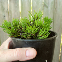 Mitsch Mini Dwarf Mugo Pine - Pre-Bonsai - Pinus mugo 'Mitsch Mini'