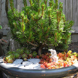 Mitsch Mini Dwarf Mugo Pine - Pinus mugo 'Mitsch Mini'