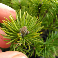 Mops Dwarf Mugo Pine - Pinus mugo 'Mops'