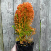 Morgan Oriental Arborvitae - Thuja orientalis 'Morgan'