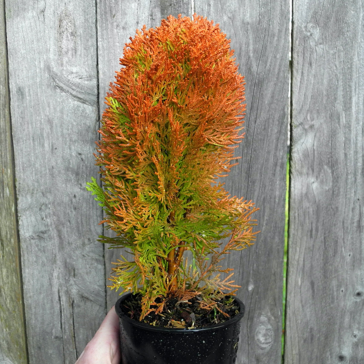 Morgan Oriental Arborvitae - Thuja orientalis 'Morgan'