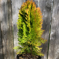 Morgan Oriental Arborvitae - Thuja orientalis 'Morgan'