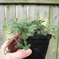 New Zealand Burr - Acaena saccaticupula 'Blue Haze'