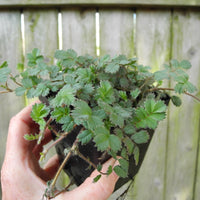 New Zealand Burr - Acaena saccaticupula 'Blue Haze'