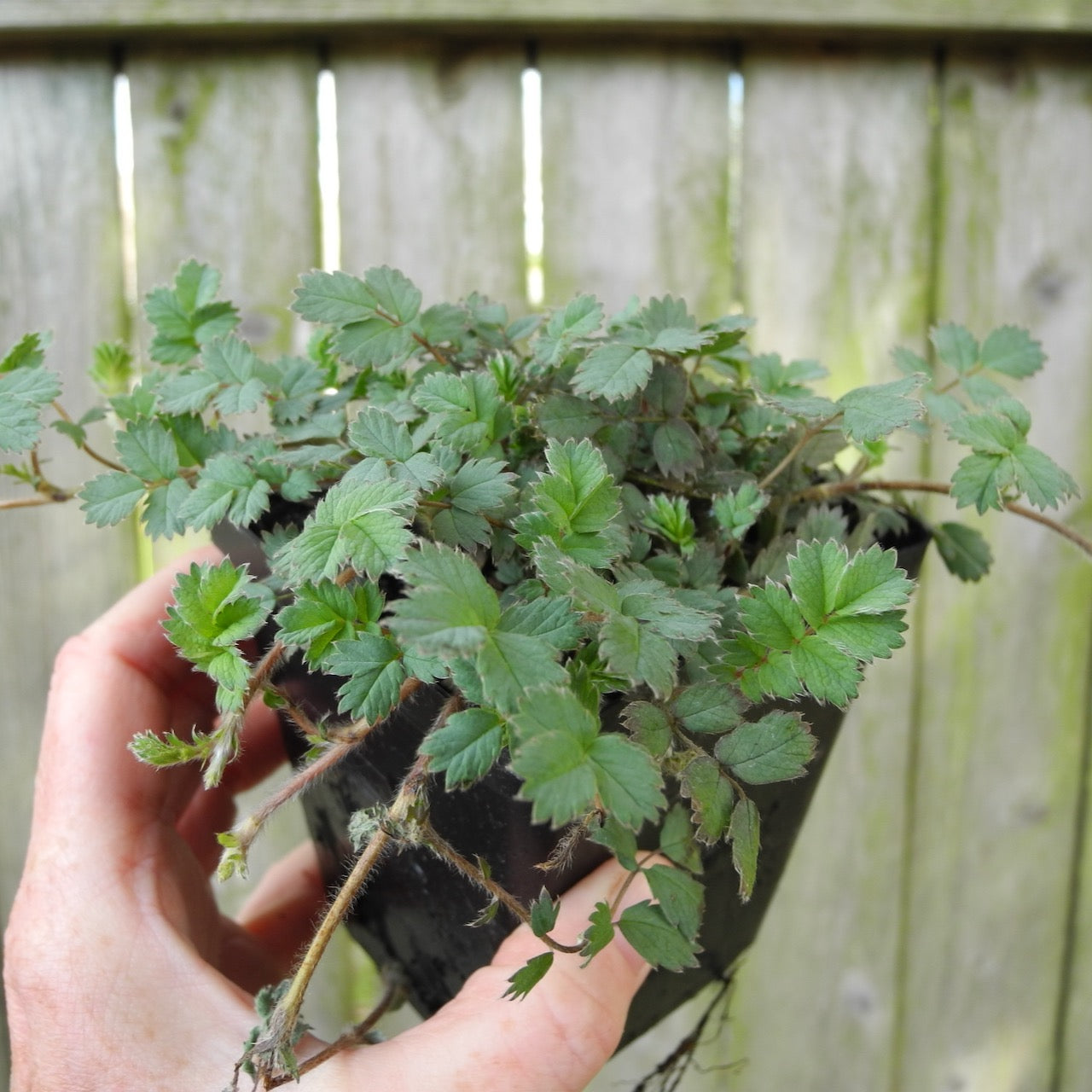 New Zealand Burr - Acaena saccaticupula 'Blue Haze'