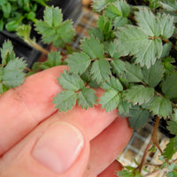 New Zealand Burr - Acaena saccaticupula 'Blue Haze'