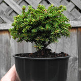 Little Gem Dwarf Norway Spruce - Picea abies 'Little Gem'