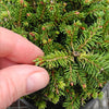 Little Gem Dwarf Norway Spruce - Picea abies 'Little Gem'