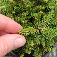 Little Gem Dwarf Norway Spruce - Picea abies 'Little Gem'