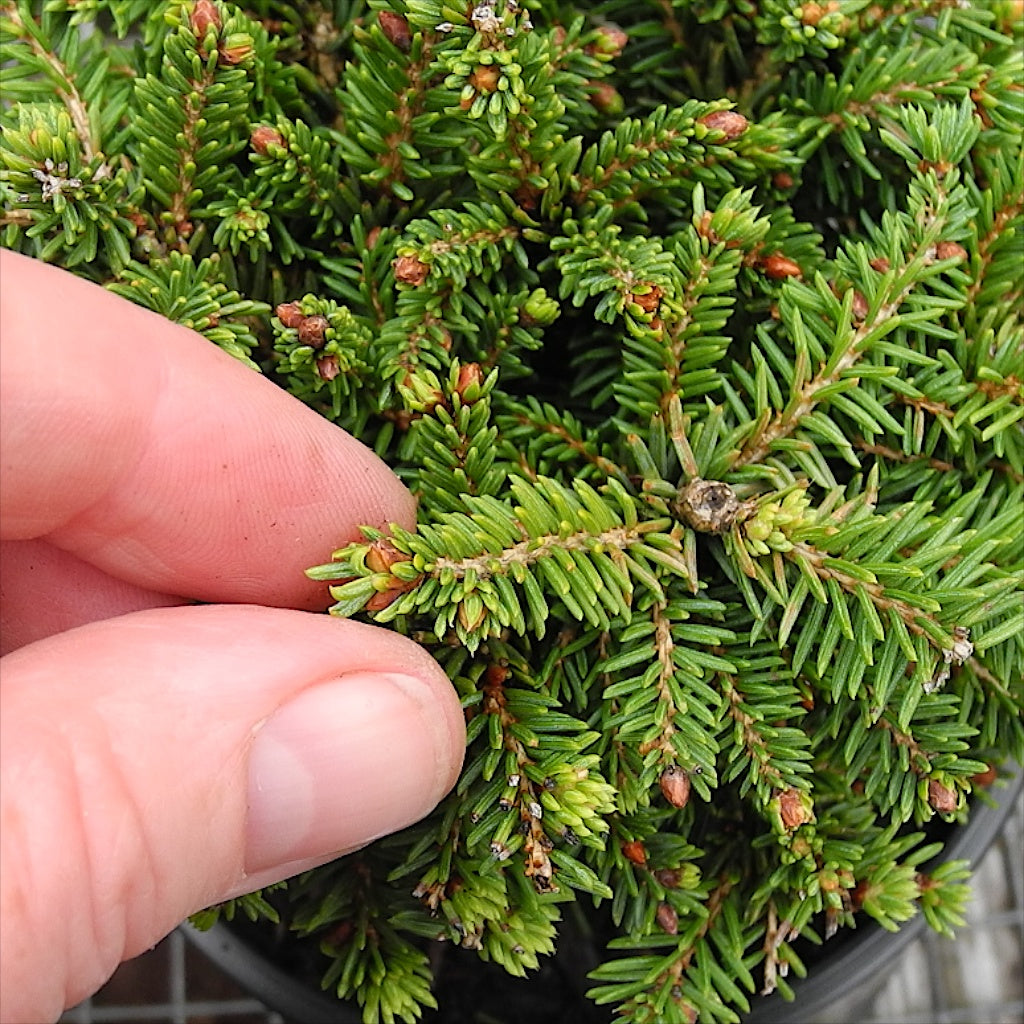Little Gem Dwarf Norway Spruce - Picea abies 'Little Gem'