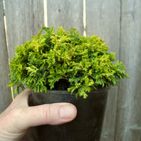 Golden Pin Cushion Cypress - Chamaecyparis pisifera 'Golden Pin Cushion'