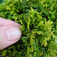 Golden Pin Cushion Cypress - Chamaecyparis pisifera 'Golden Pin Cushion'