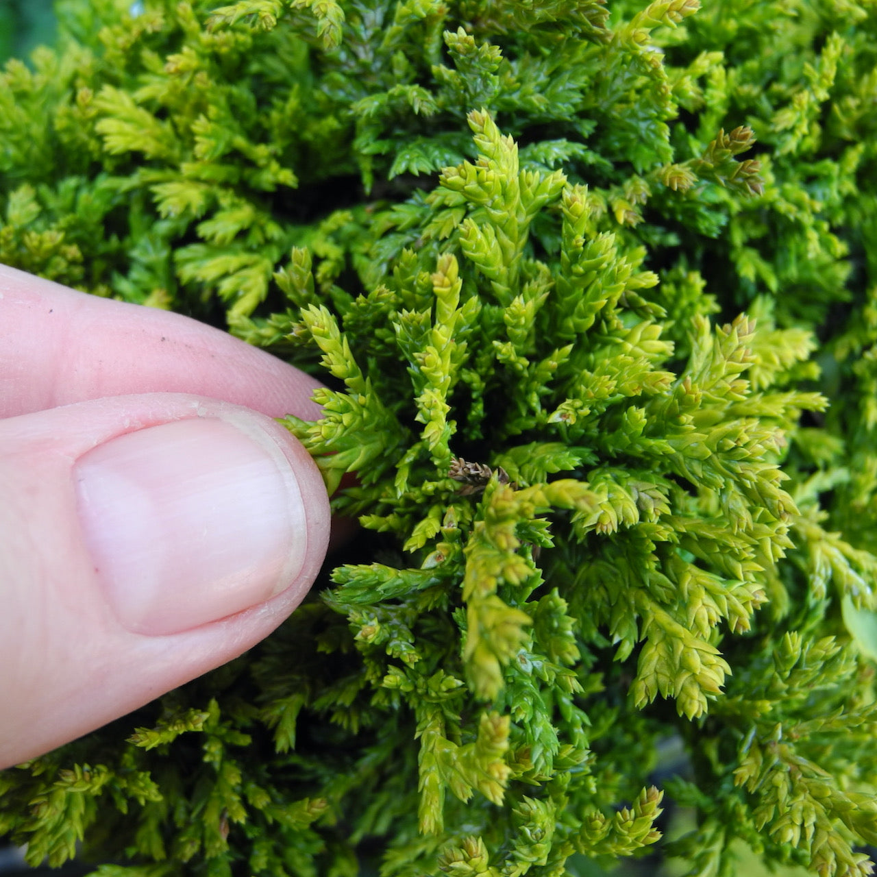 Golden Pin Cushion Cypress - Chamaecyparis pisifera 'Golden Pin Cushion'