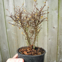 Dwarf Princess Elm - Ulmus parvifolia 'Hokkaido'