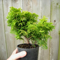 Golden Dwarf Hinoki Cypress - Chameacyparis obtusa 'Nana Lutea'