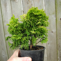 Golden Dwarf Hinoki Cypress - Chameacyparis obtusa 'Nana Lutea'