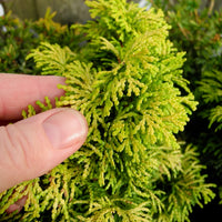 Golden Dwarf Hinoki Cypress - Chameacyparis obtusa 'Nana Lutea'