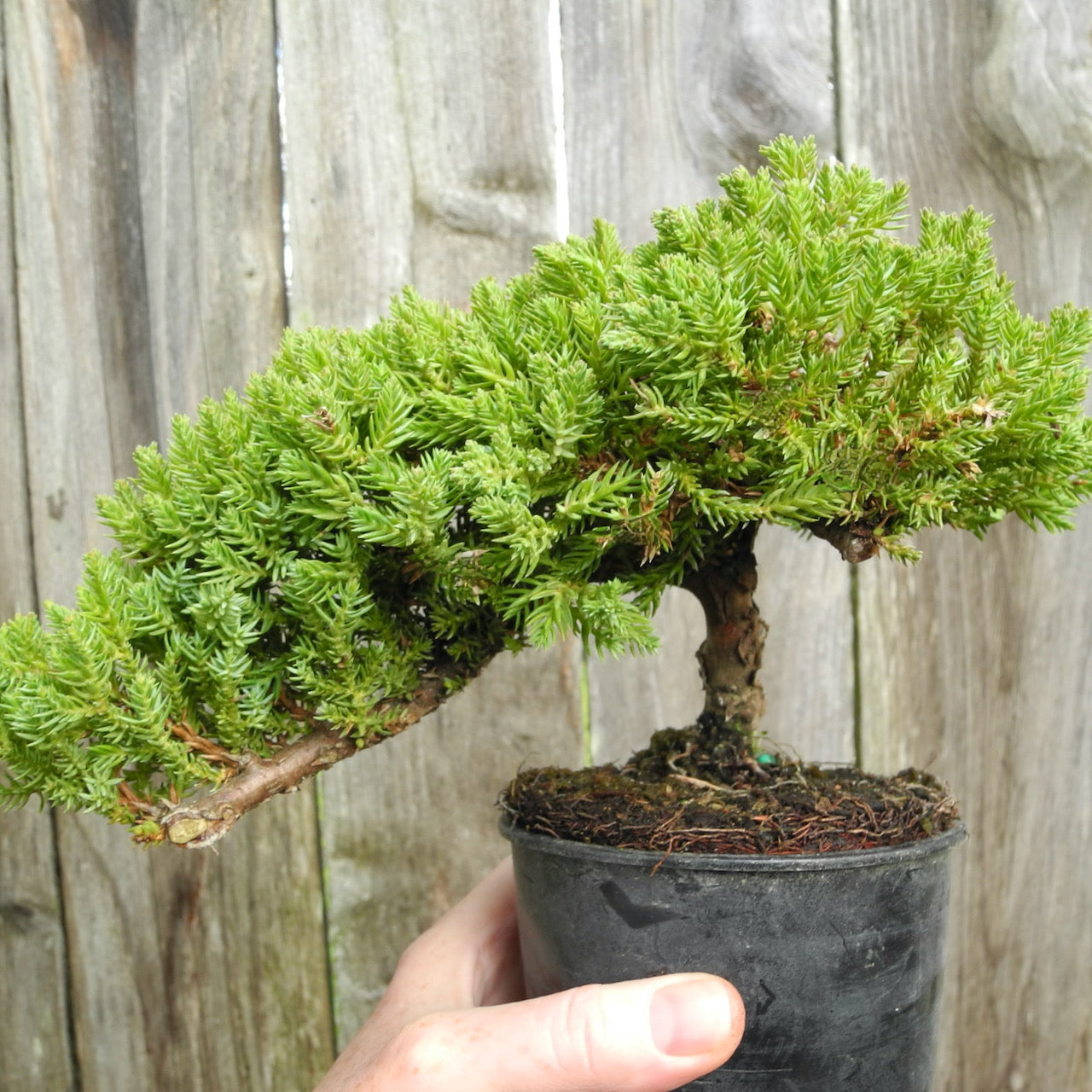 Dwarf Japanese Garden Juniper - Juniperus procumbens 'Nana'